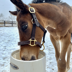 Heather Prien foal - Photo Call Out square