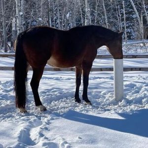 Johanne Thivierge horse using Post in snow square