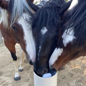 Monica Carlson - 3 horses using Drinking Post