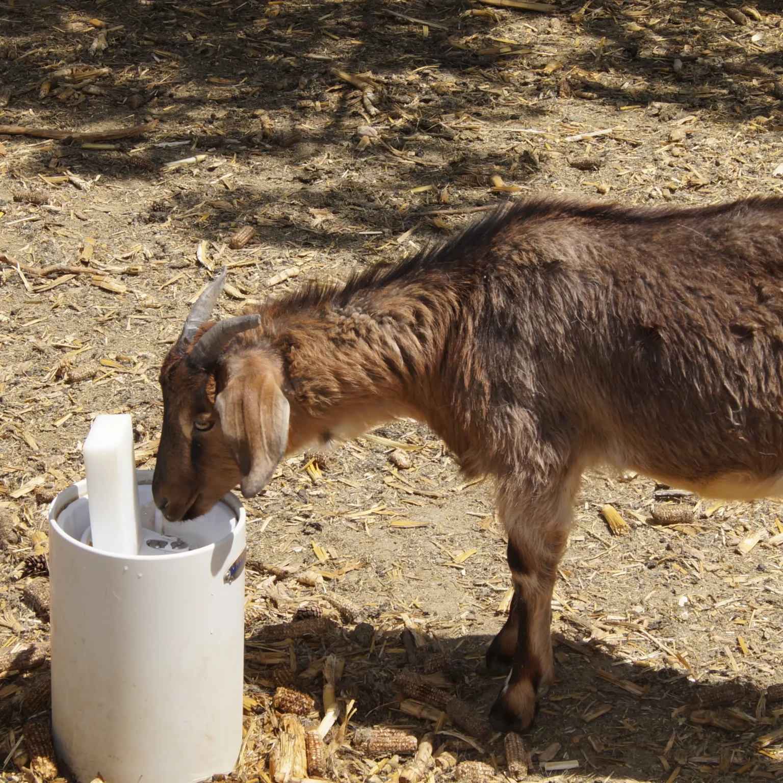 Nestor Sanchez - goat 1 square copy