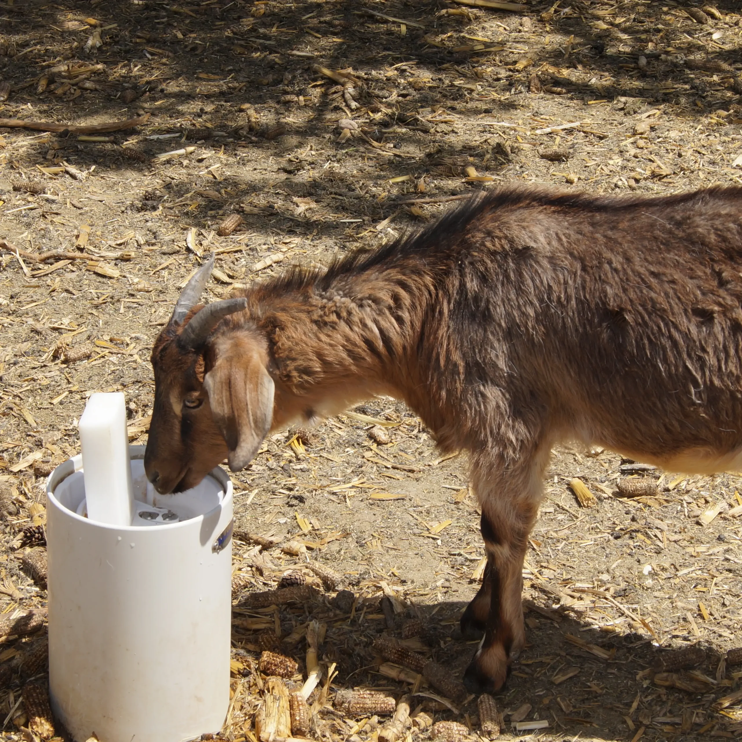 Nestor Sanchez - goat 1 square copy