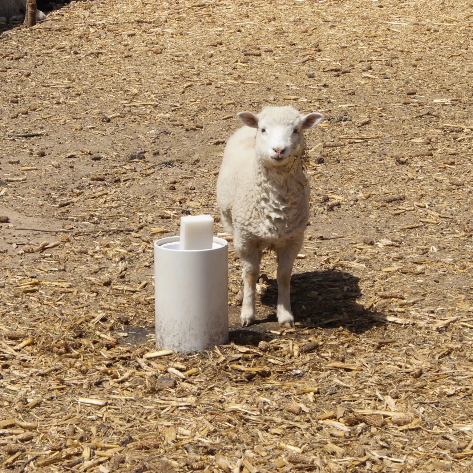 Nestor Sheep - Edited debris removed square copy
