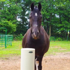 Nettis horse without electric fence