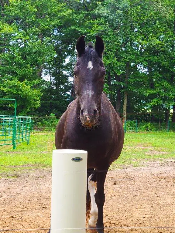 Nettis-horse-without-electric-fence