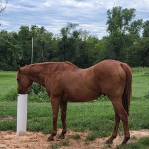 Oklahoma Drinking Post 1 - cropped square