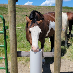 Paint horse with split fence Delroy Boese square