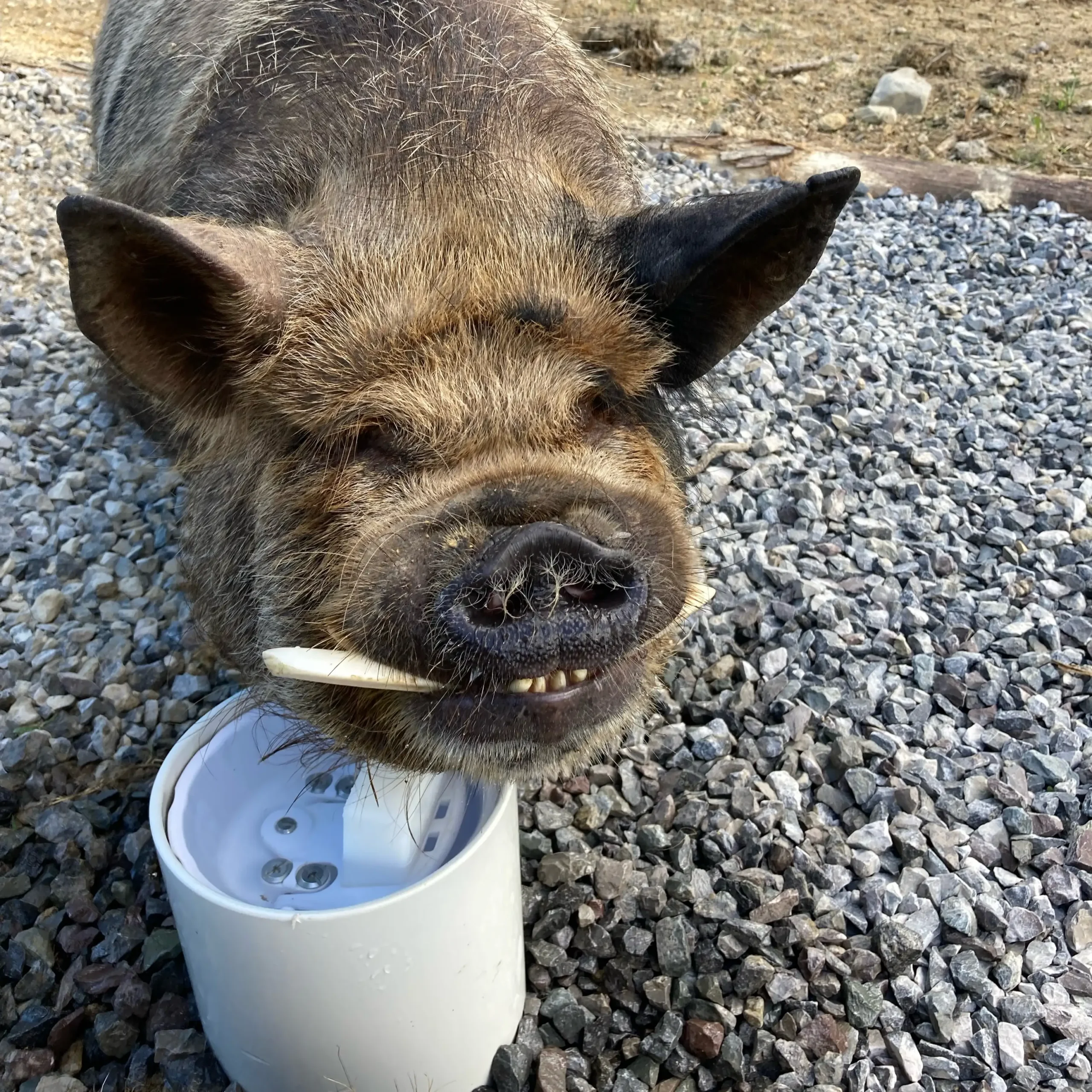 Pasqueal the KuneKune square copy