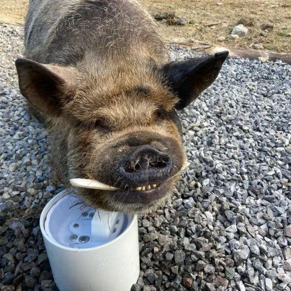 Pig / Hog Automatic Waterer (Ultimate)