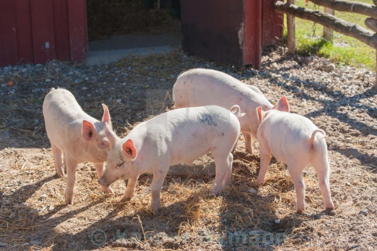 Odors in Your Pig Pen – Drinking Post Automatic Waterer