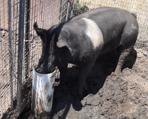 Pig drinking from a Drinking Post
