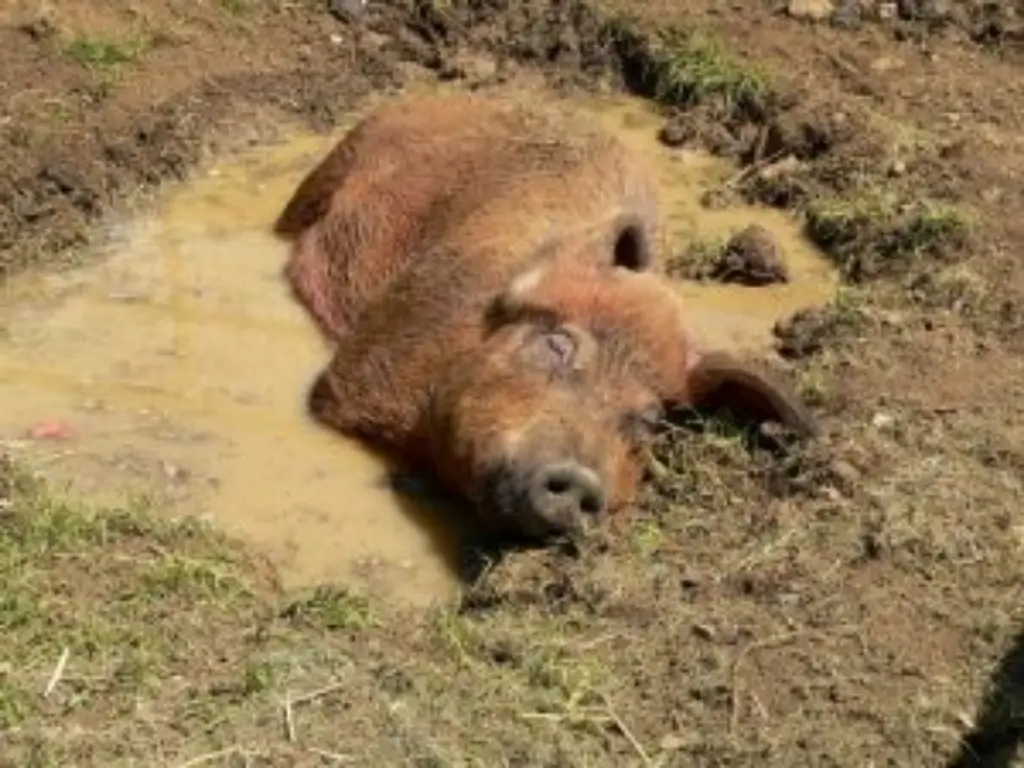 Pig wallowing