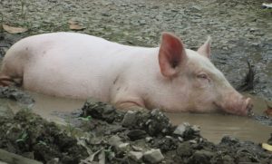 Pig wallowing