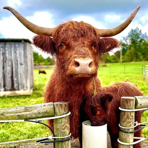 Scottish highland and calf Cheryl Kohler square small