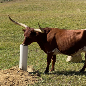 Steve McLaughlin Cattle-2 square