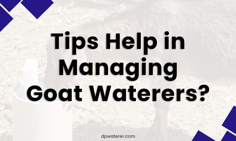 Tips Help in Managing Goat Waterers