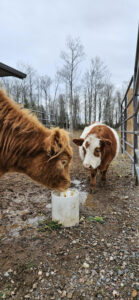 Highland cow drinking from Drinking Post