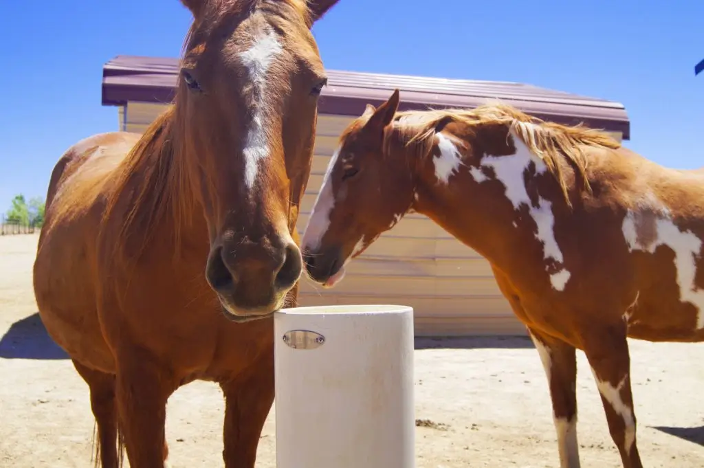 Tonia-Marshall-Chestnut-Horse-edited-resized-23-percent