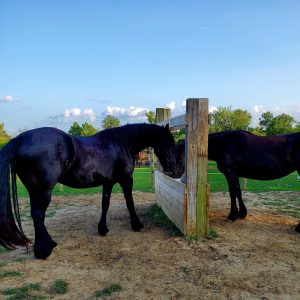 Two Black Horses Yvonne Rhinehart