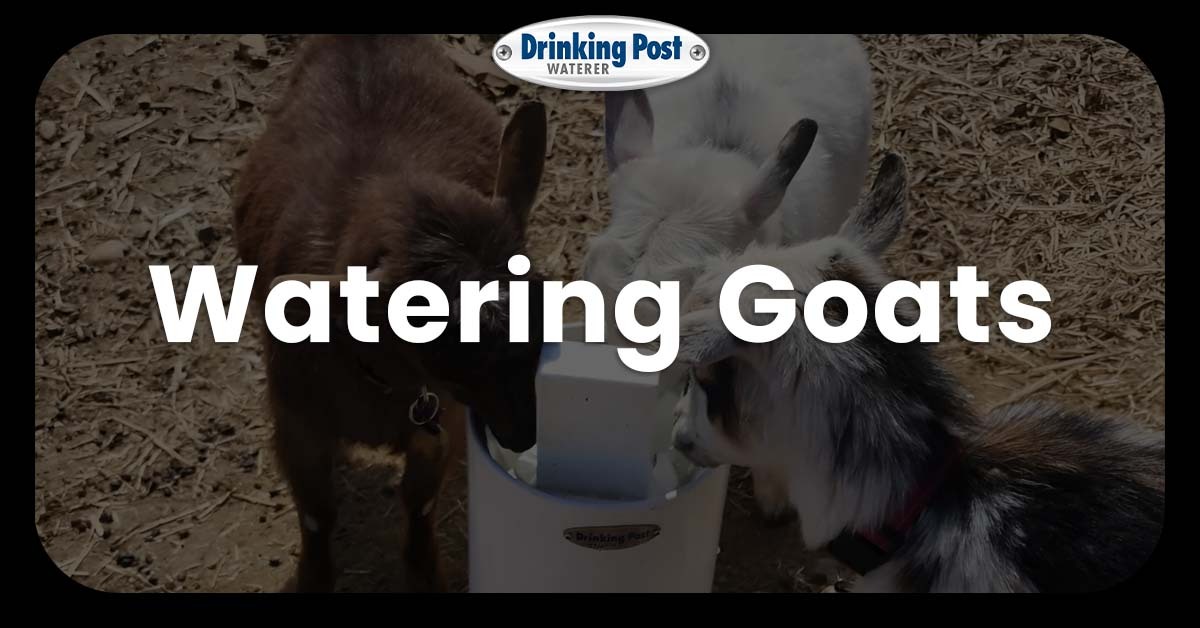 Watering goats.