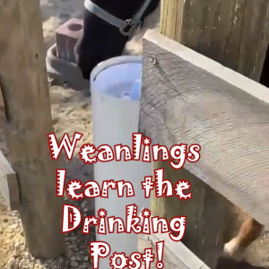 Weanlings learn the drinking post