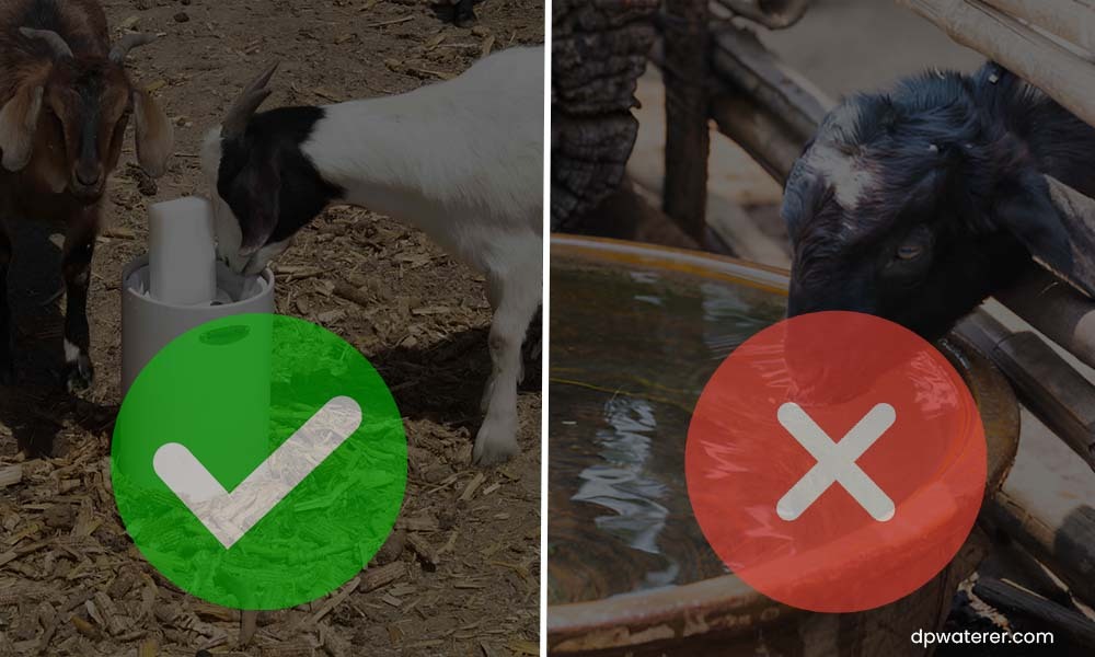 What-Is-The-Best-Way-Of-Watering-Goats-For-Health-And-Productivity