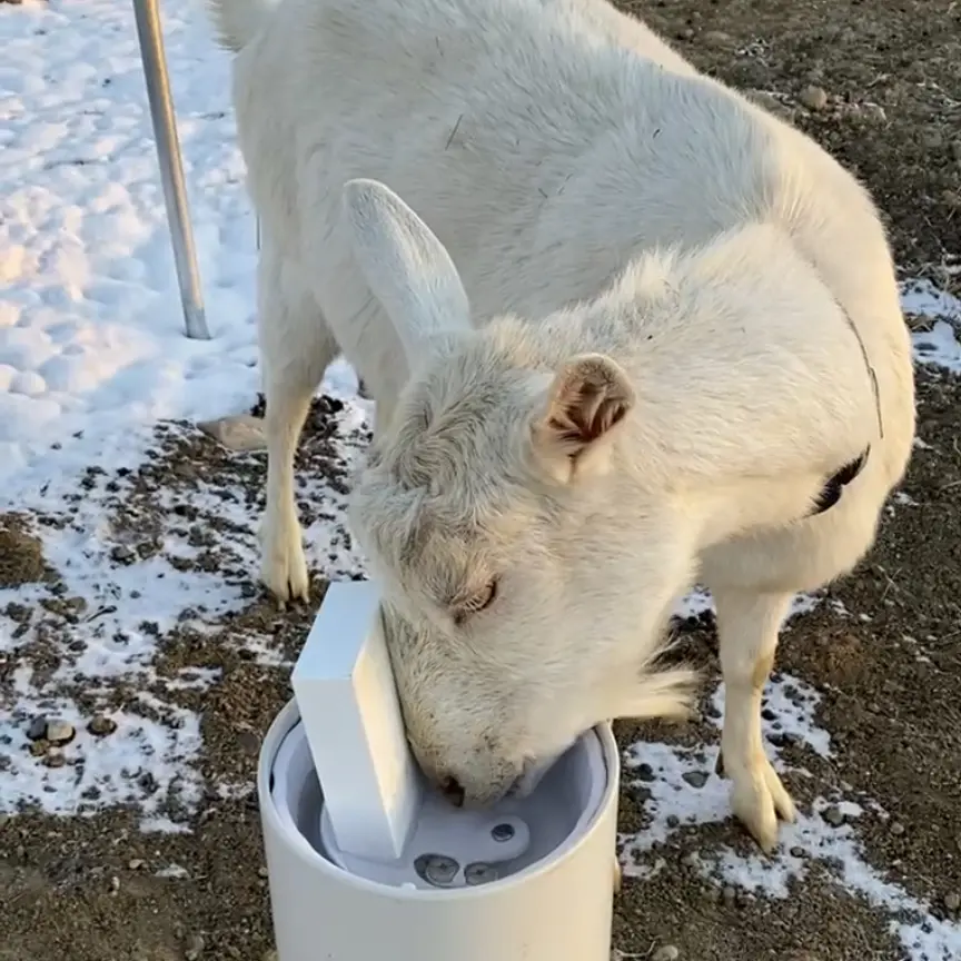 White goat in snow Cory Klinedinst copy