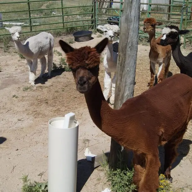 alpaca-2-square-1024x1024_617x617