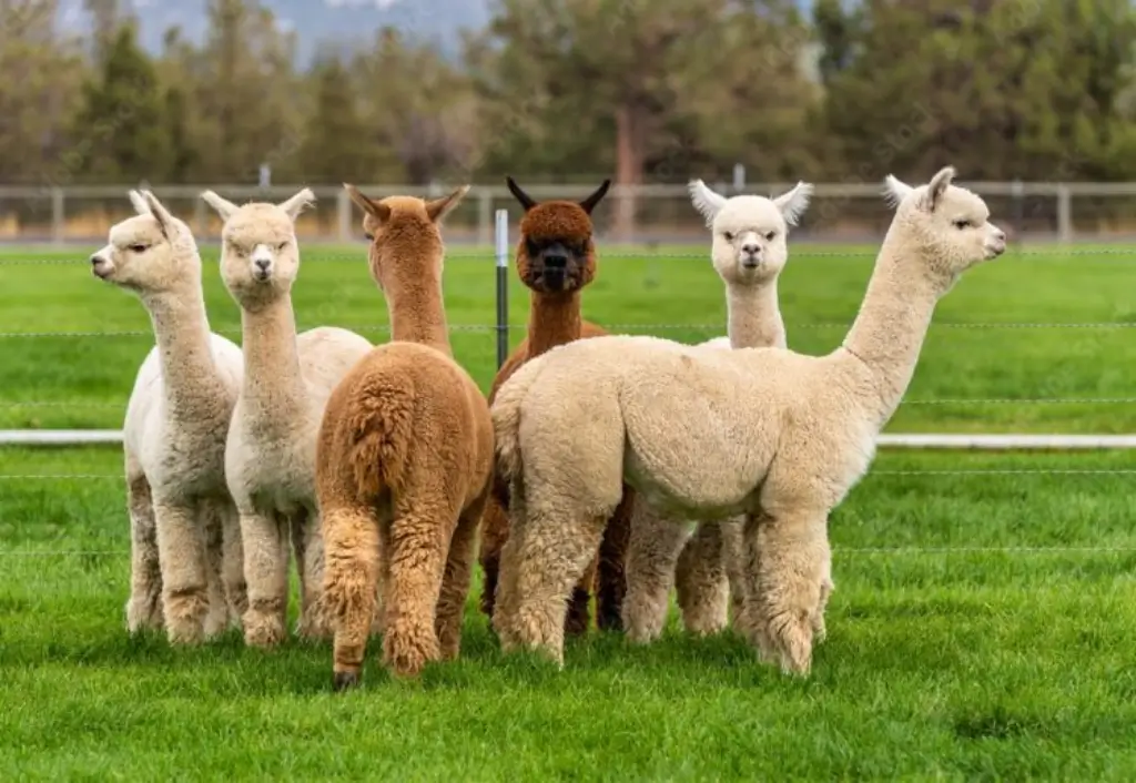 Alpaca