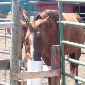 automatic_horse_waterer_with_access_from_three_sides