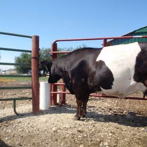 black_and_white_cow_stepping_up_to_drining_post_frost_free_automatic_cattle_waterer