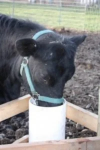 Cattle waterer