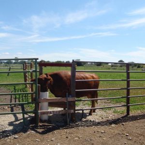 brown_cow_using_drinking_post_accessible_by_three_different_pastures