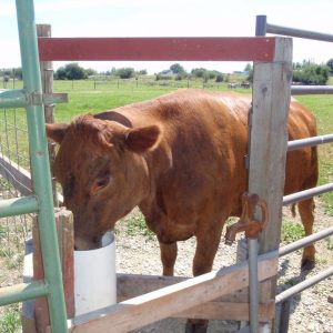brown_cow_using_livestock_waterer