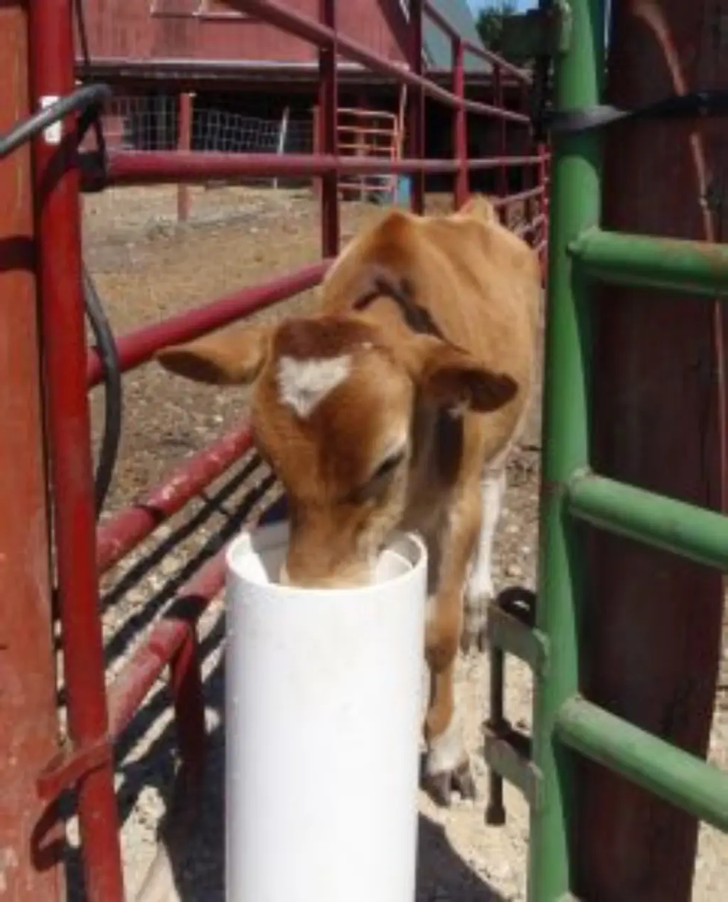 calf using the drinking post a solution tenfold better than your conventional water trough