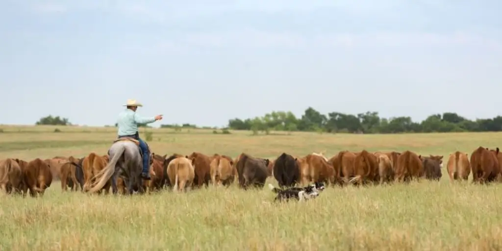 Cattle herd