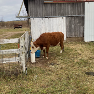 cattle in lot