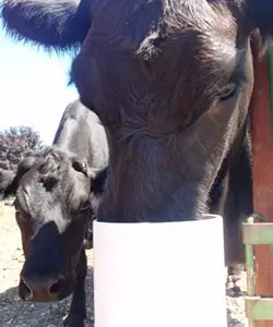 Drinking Post Waterer