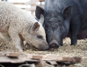 water pigs like woolly pigs