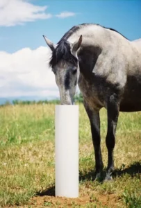 dapple gray horse getting cool drinking of water from automatic waterer in summer