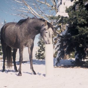 frost_free_horse_waterer_being_used_in_light_snow