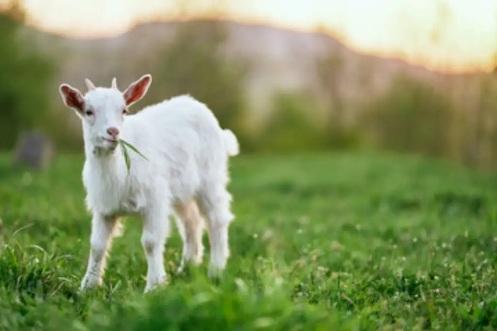 Ivory Goat looking for a goat waterer.
