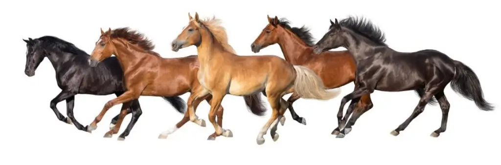 Horses