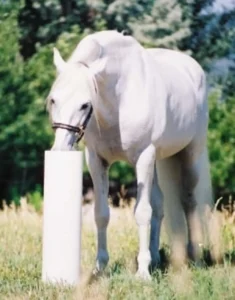 Horse drinkpost
