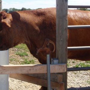 profile_of_brown_cow_drinking_water_from_non_electric_waterer