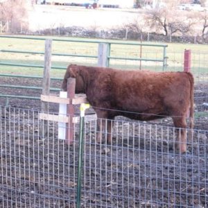profile_of_brown_cow_using_drinking_post_automatic_livestock_waterer