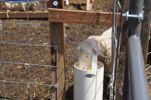 Non Electric Sheep Waterer - Drinking Post Automatic Waterer