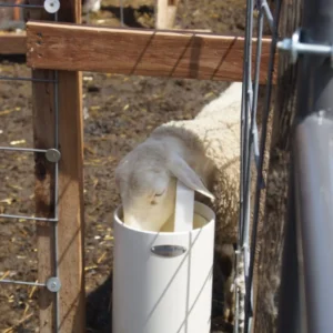 sheep waterer