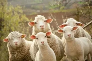 sheep group