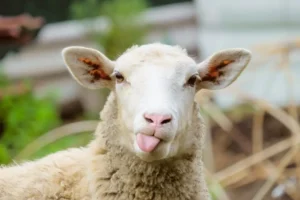 sheep silly