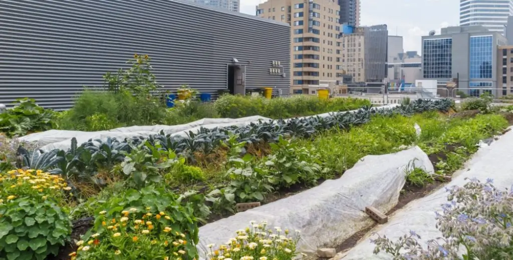 Urban farming